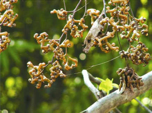枳椇子为鼠李科枳椇属植物,落叶阔叶高大乔木,树高可达30米,别名
