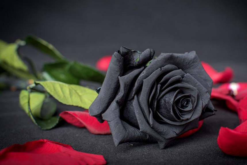 【图】黑玫瑰代表什么意思?黑玫瑰价格多少?