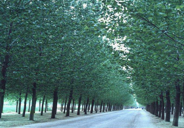 行道树种类 行道树间距及修剪-装修保障网