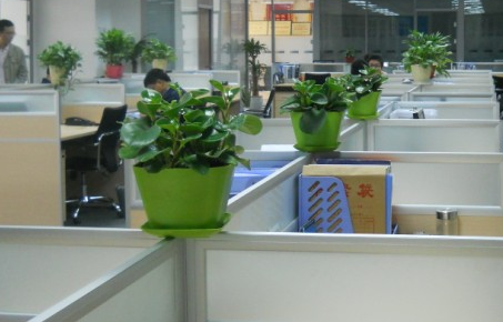 办公室养一些盆栽植物,不光能改善环境清新怡人,而且还对风水有帮助