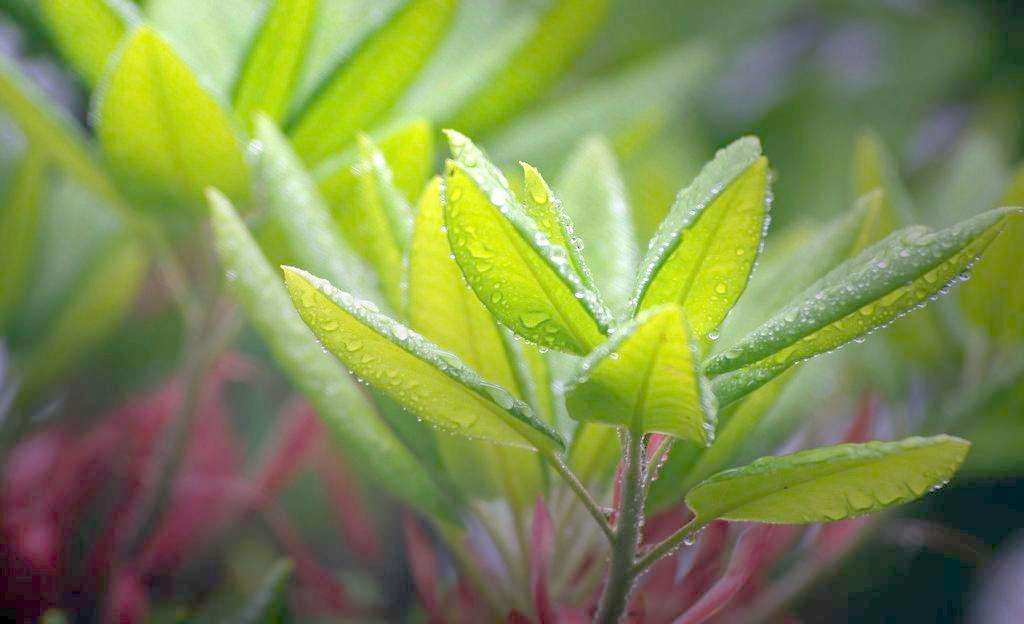 新房必备，吸毒植物