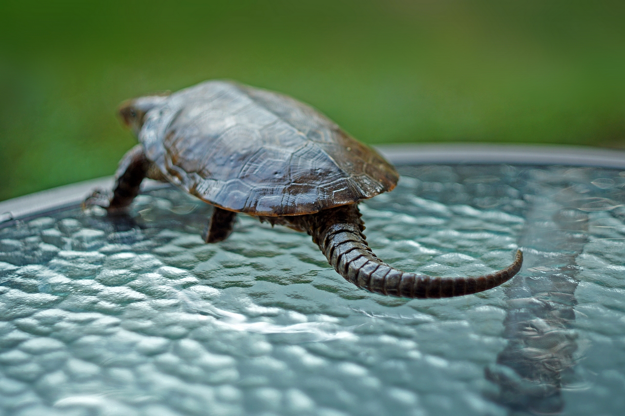 【图】鹰嘴龟怎么养 鹰嘴龟是几级保护动物