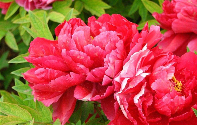 牡丹花
