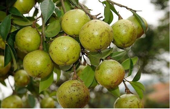 【图】油茶果怎么榨油?油茶果价格
