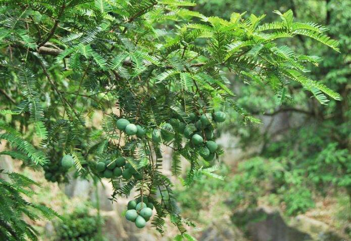 榧树与红豆杉的区别 榧树的价格