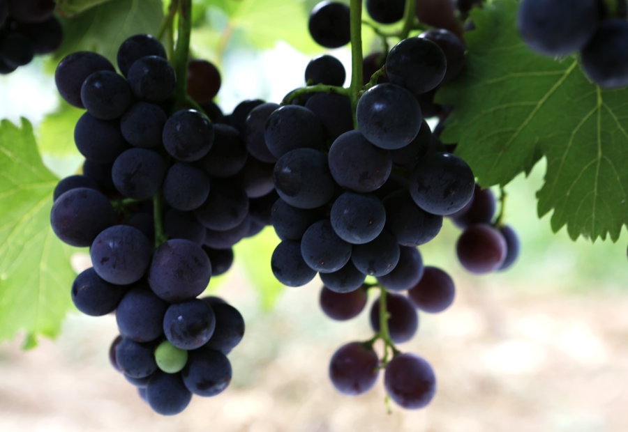 【图】夏黑葡萄种植技术 夏黑葡萄多少钱一斤