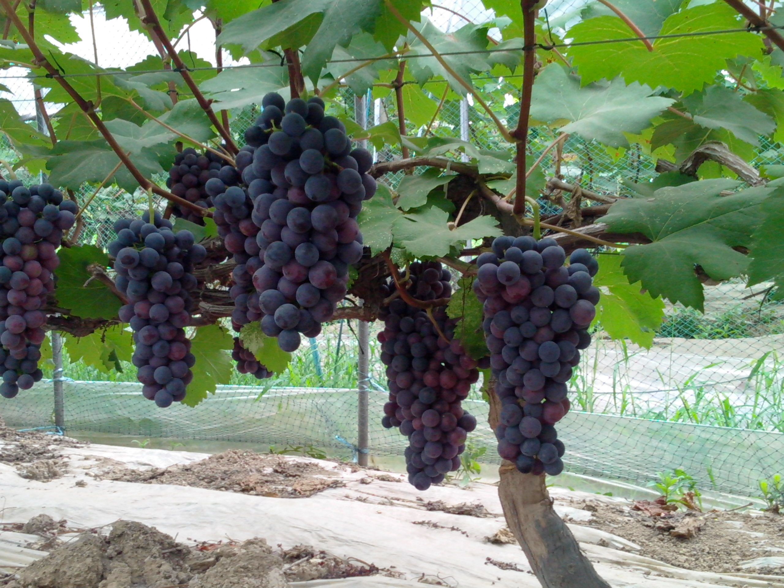 【图】夏黑葡萄种植技术 夏黑葡萄多少钱一斤_装修保障网