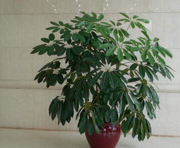 大叶伞怎么养 大叶伞的繁殖方法-装修保障网