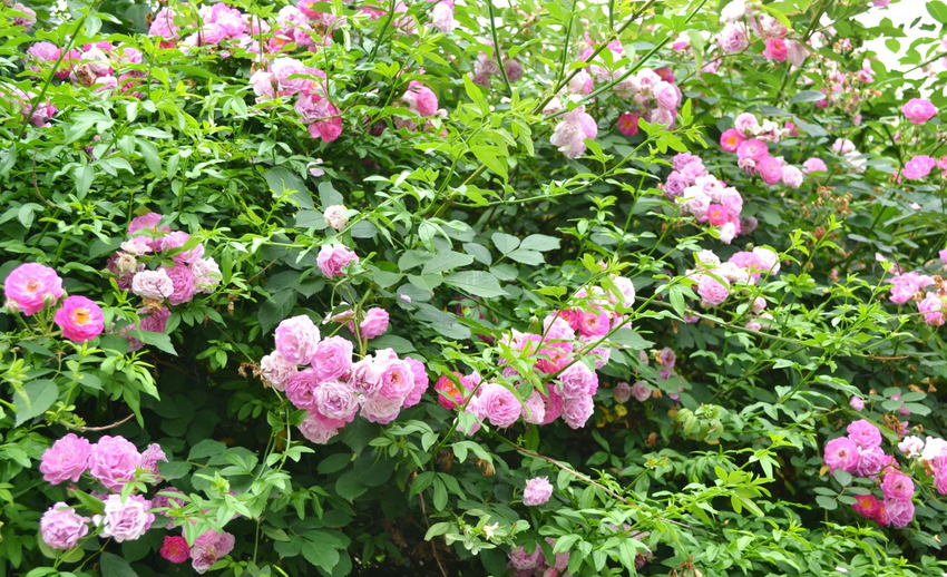 野蔷薇花语是什么
