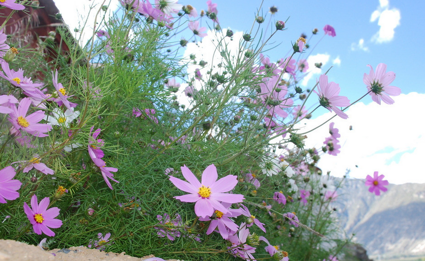 格桑花是什么意思 格桑花的寓意