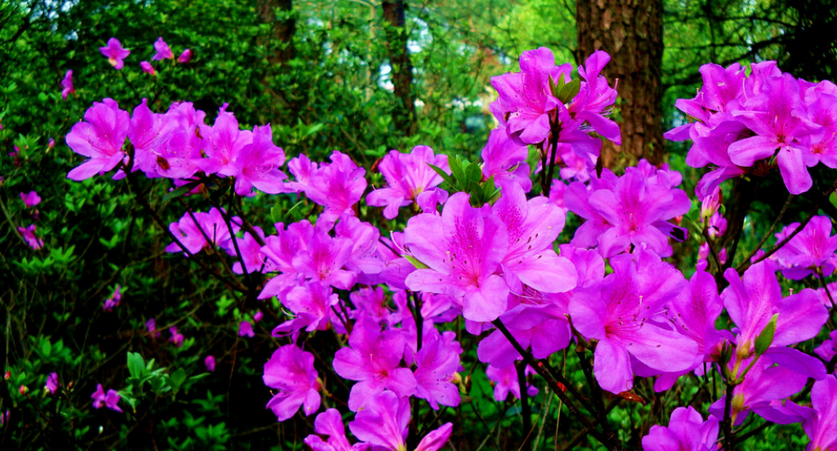 生活小常识:杜鹃花有什么功效 杜鹃花能吃吗-装