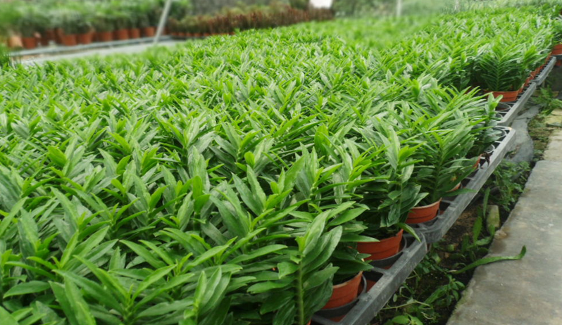 什么植物防辐射效果最好？