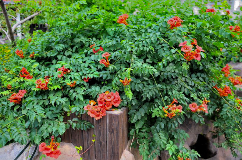 生活小常识:凌霄花的功效与作用是怎样的?-装修保障网