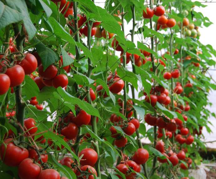 【图】盆栽番茄种植 盆栽番茄栽培-装修保障网