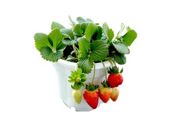 【图】盆栽草莓的种植 草莓如何盆栽
