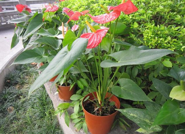 "火鹤花"红掌的养殖方法 火鹤花叶子发黄原因图片