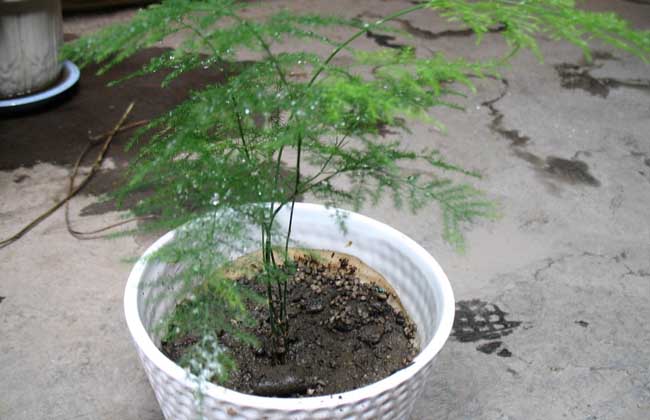 盆栽文竹怎么养才好 文竹的繁殖方法-装修保障