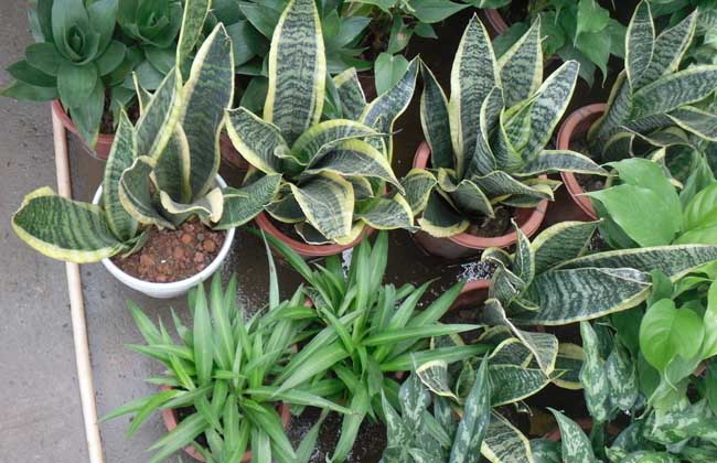 别称虎皮兰,千岁兰,虎尾掌等,为百合科虎尾兰属的多年生草本观叶植物