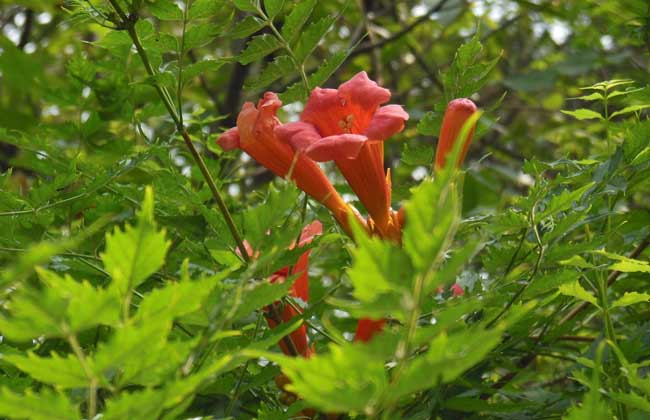 【图】凌霄花的花语和传说 凌霄花图片欣赏