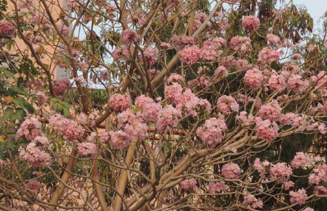 红花风铃木繁殖方法 红花风铃木栽培技术-装修保障网