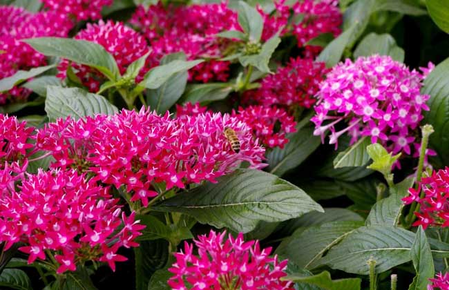 繁星花的养殖方法 1、上盆:繁星花播后7~9周即可移植上盆,花盆直径以10~15厘米为宜,10厘米盆可种1株苗,15厘米盆可种1~2株苗。上盆前应适度施肥,使植株生长强健,以降低上盆对植株产生的冲击。 2、介质:繁星花栽培介质使用无菌、稍含肥料且排水良好的泥炭土,pH值以6.5~6.