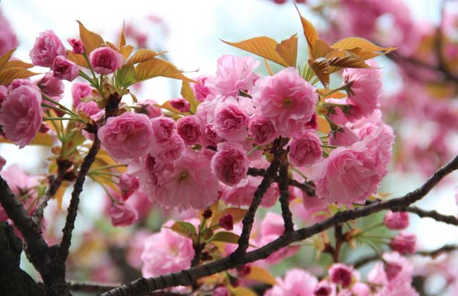 樱花树长什么样子?