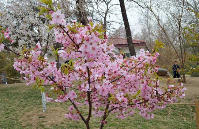 樱花树长什么样子?