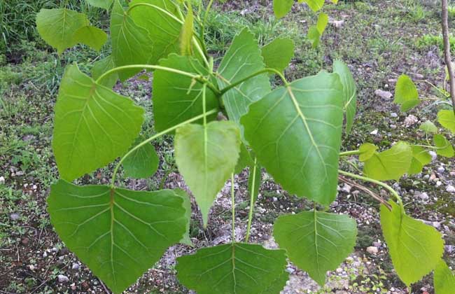 生活小常识:杨树能活多少年 杨树的品种分类-装