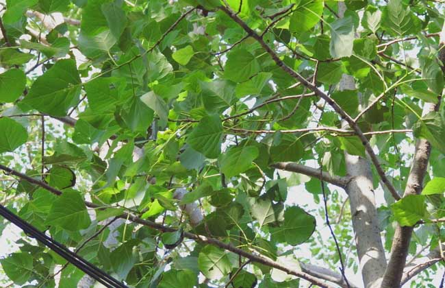 白杨树的形态特征 白杨树的生长习性-装修保障