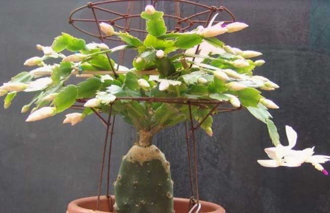 蟹爪兰什么时候开花? -装修保障网