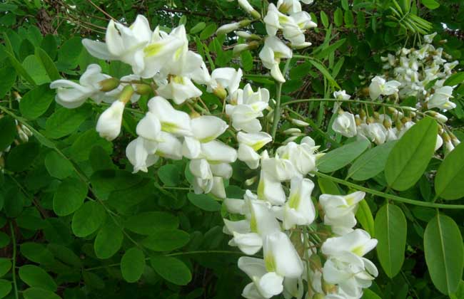 生活小常识:洋槐花有毒吗 洋槐花的功效与作用