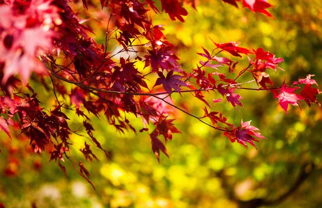 红枫树种植方法介绍-装修保障网
