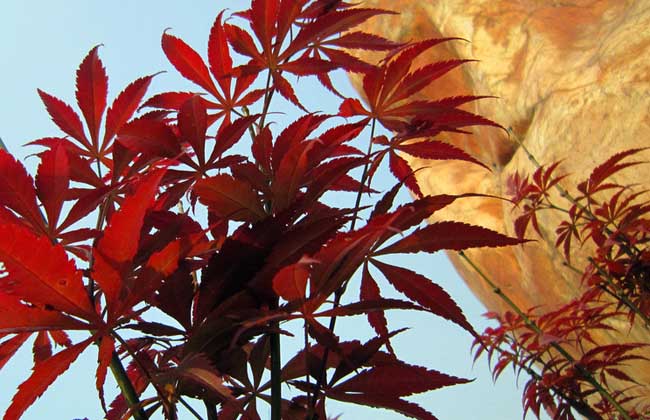 1,中国红枫:中国红枫又名红叶羽毛枫,为槭树科鸡爪槭的