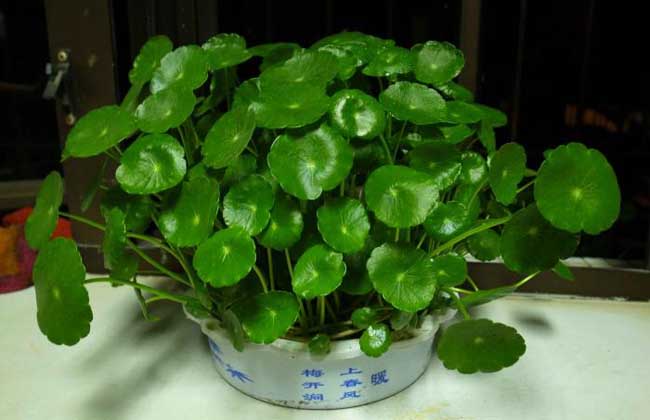 铜钱草能水培养殖吗? 铜钱草能水培养殖。铜钱草性喜温暖潮湿,栽培处以半日照或遮阴处为佳,忌阳光直射,栽培土不拘,以松软排水良好的栽培土为佳,或用水直接栽培,最适水温22~28度。耐阴、耐湿,稍耐旱,适应性强,生性强健,种植容易,繁殖迅速,水陆两栖皆可。铜钱草怕冷,冬季放在室外的铜钱草可把水全部倒掉,放在朝南向阳背风的地方,是可以安然过冬的,只是叶子会部分枯死,来年春季地下根系会重新萌发。北方寒冷地区没暖气的话可以做个罩子连盆罩起来,把水倒掉,保持湿润,只要室温不低于零下,来年同样会继续生长。