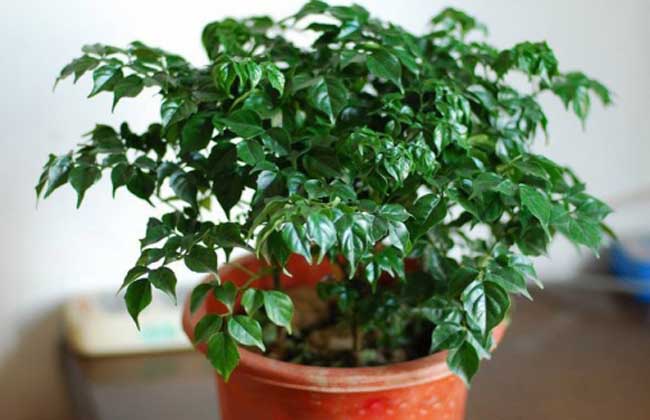幸福树的繁殖方法介绍-装修保障网