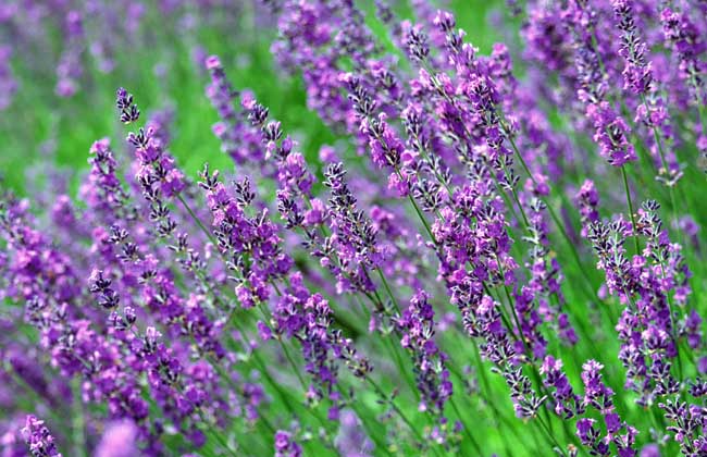 【图】薰衣草的花语和传说 薰衣草图片欣赏