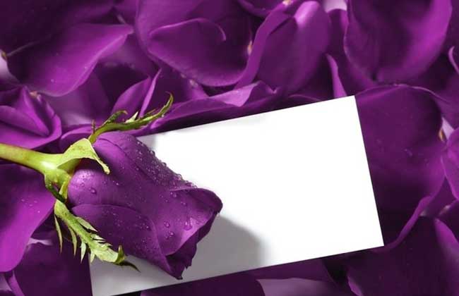 紫玫瑰的花语是什么?紫玫瑰故事传说-装修保障