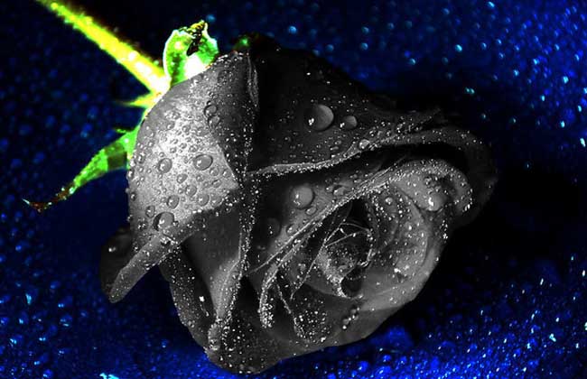【图】黑玫瑰花语是什么? 黑玫瑰图片欣赏-装