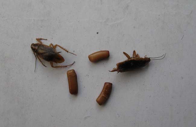 【图】灭蟑螂最有效的方法-装修保障网