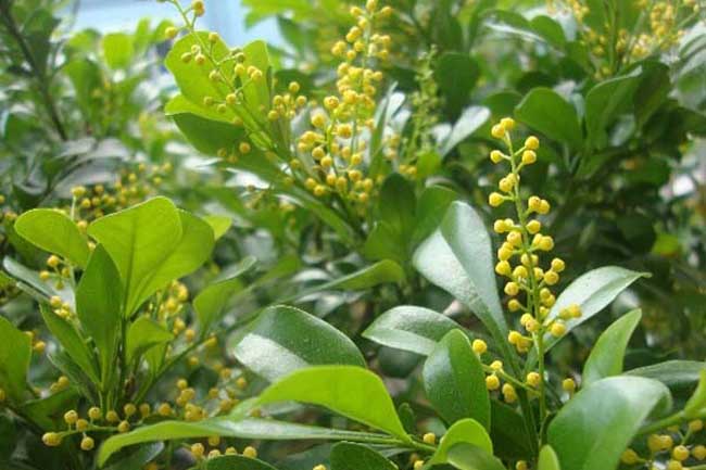 װޱ װ޹ װѡ װ ֲ     ,һ鬿