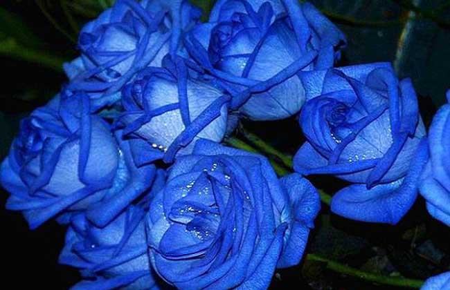 【图】蓝玫瑰的花语是什么?蓝玫瑰图片-装修保障网