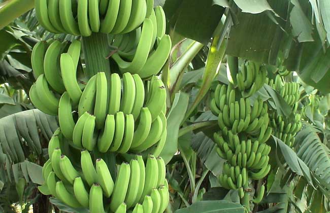 生活小常识:香蕉什么时候吃最好 香蕉的功效与