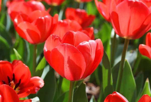 【图】郁金香花语 郁金香代表什么