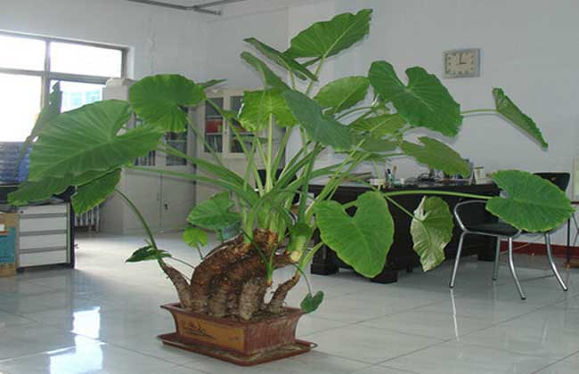 生活小常识:滴水观音能放卧室吗 滴水观音养殖