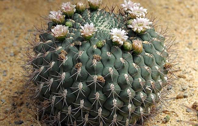 仙人球怎么浇水?-装修保障网