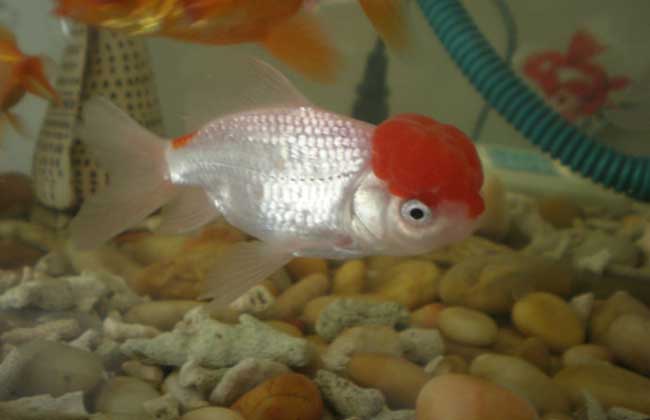 【图】养鱼养几条好招财-装修保障网