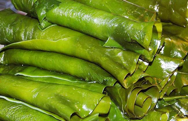 昆布有哪些种类? 1、昆布:藻体橄榄褐色,干后为暗褐色,成熟后革质呈带状,在叶片中央有两条平行纵走的浅沟,两沟中间较厚的部分为中带部,两侧边缘渐薄,且有波状皱褶,叶片基部楔形,厚成阶段则为扁圆形,下有一圆柱形或扁圆形的短柄。固着器为叉状分枝的假根所组成,孢子成熟期秋季。 2、黑昆布:藻体暗褐色至深褐色,革质,叶状体扁平宽大,中部稍厚,自其两侧一至二回羽状深裂,裂片长舌状或更长一些,略有皱,边缘一般均具粗锯齿。叶柄茎状,呈圆柱形或略扁,长4~12厘米,直径3~8毫米。固着器由二叉式分枝的假根组