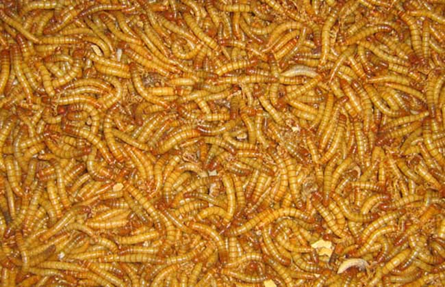 图黄粉虫与黑粉虫的区别