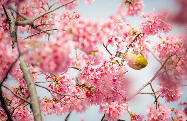 樱花树和樱桃树的区别-装修保障网
