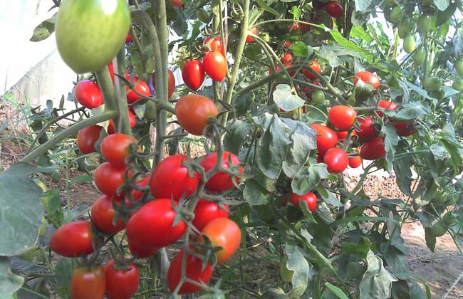 【图】圣女果和西红柿的区别-装修保障网